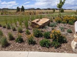 Baseline can provide a beautiful plant palette to enhance any landscape choice.