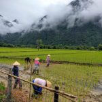 rice field workers in Vang Vieng