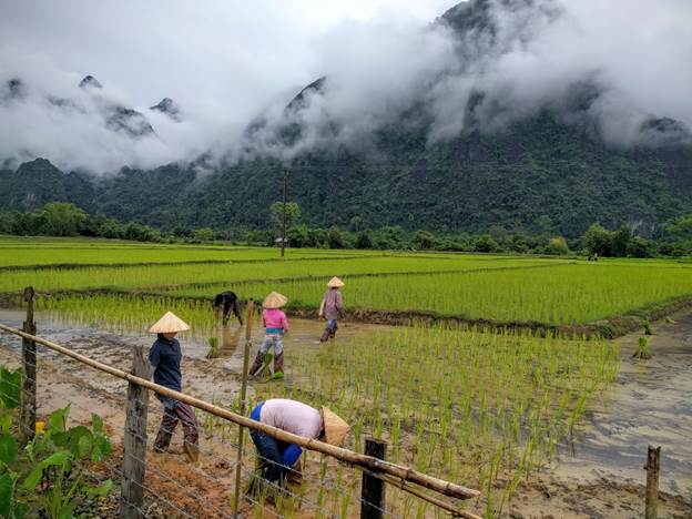 rice field workers in Vang Vieng